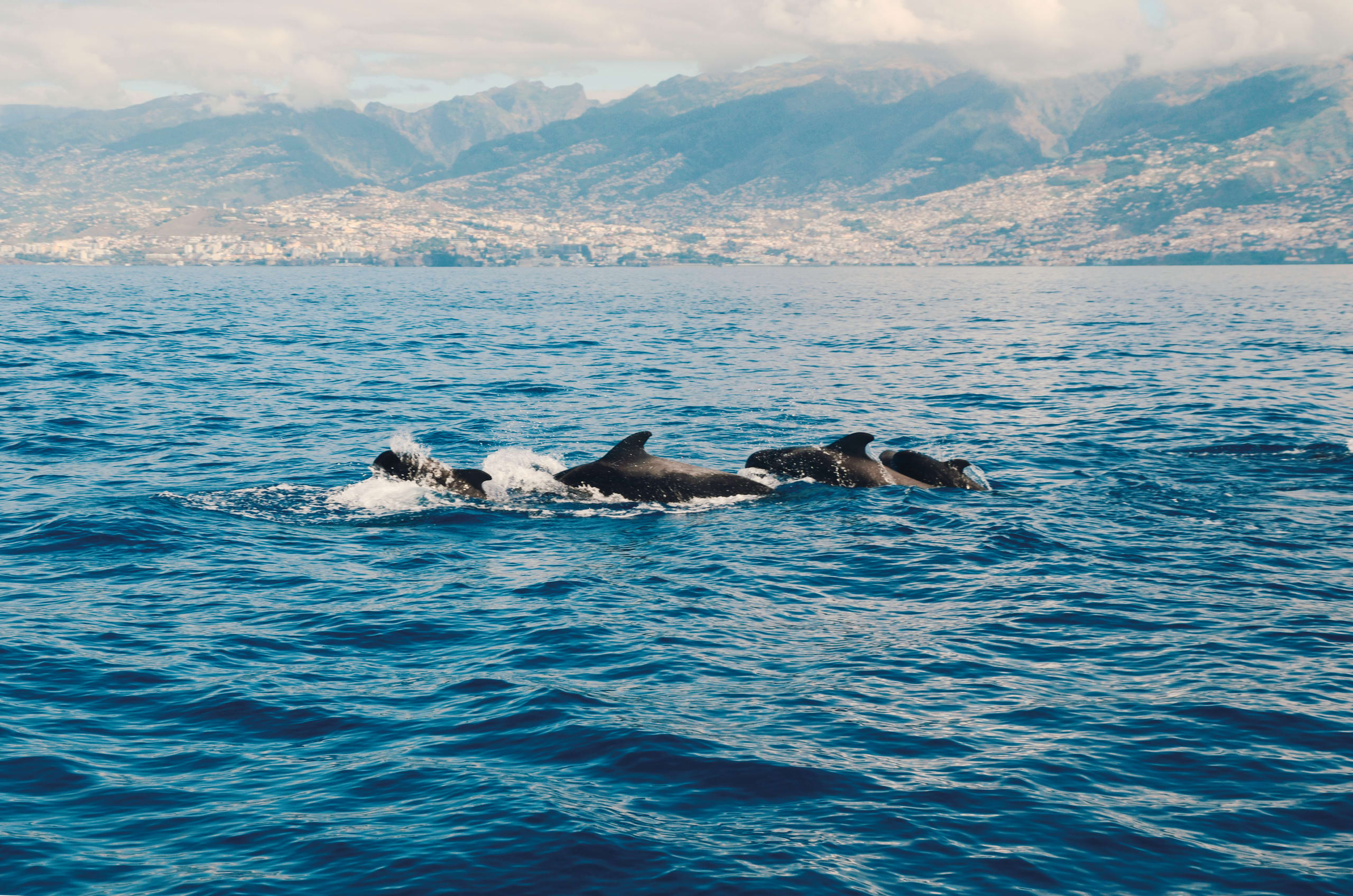Balene a Funchal
